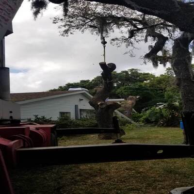 spring hill tree removal