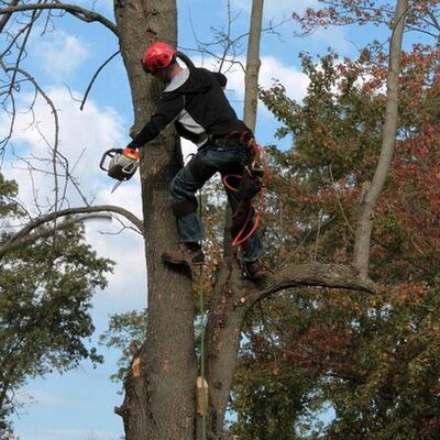 spring hill tree service