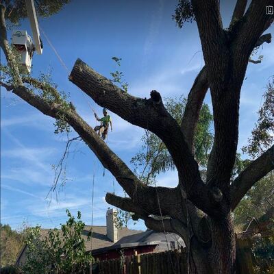 tree companies near me