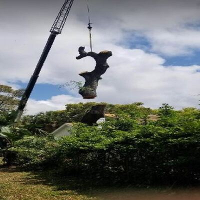 tree cutting spring hill fl