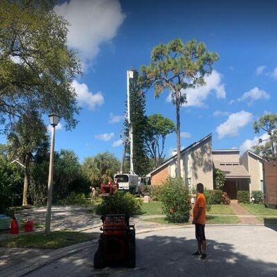 tree trimming spring hill florida