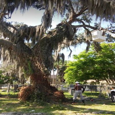 tree-trimming-spring-hill-fl