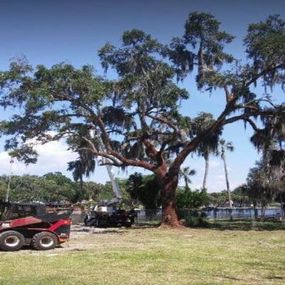 large tree removals spring hill