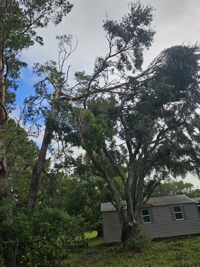 large tree removal spring hill florida