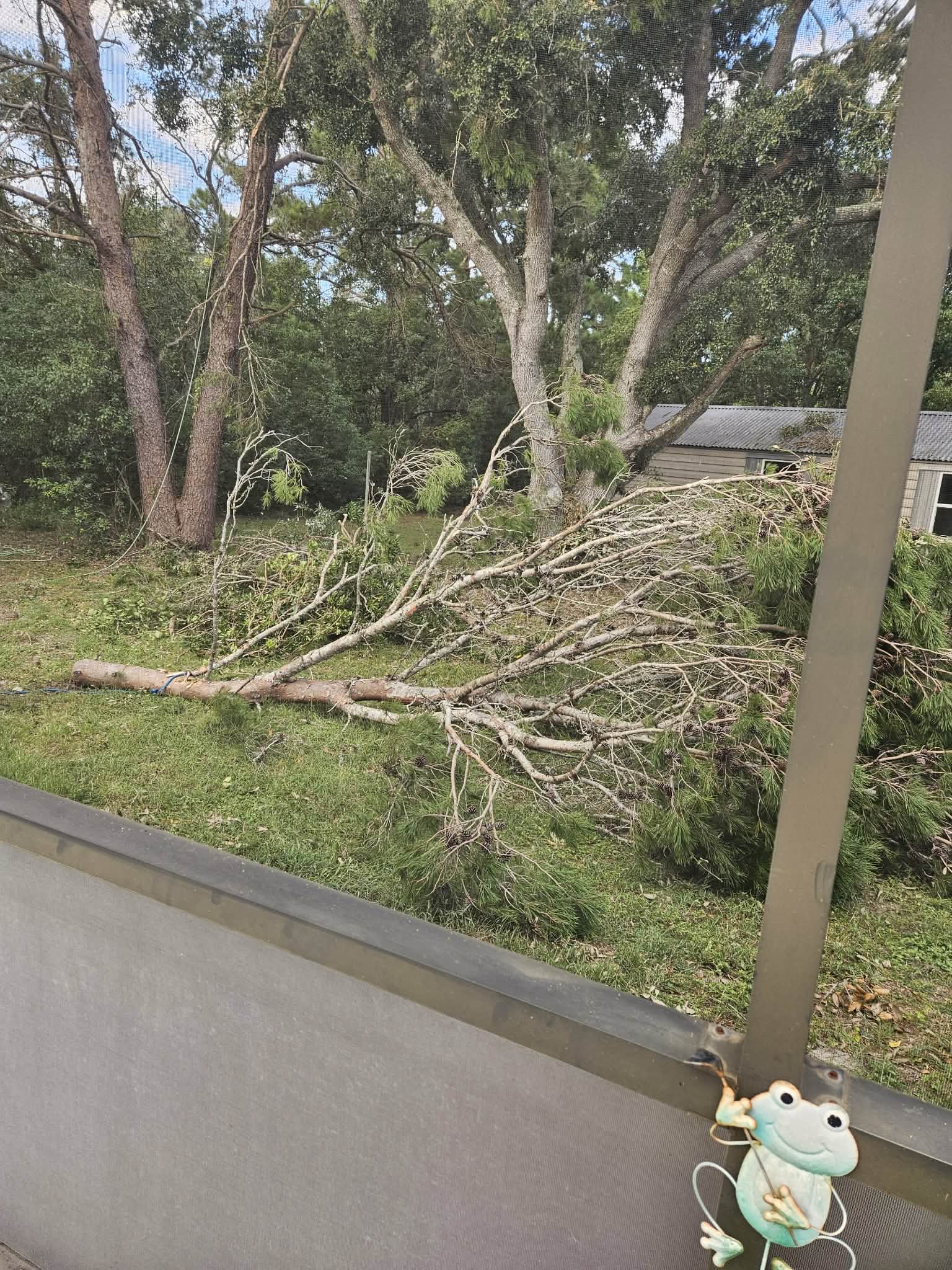 licensed insured tree service spring hill fl