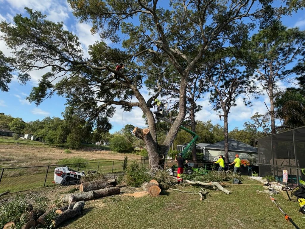 tree removal near me