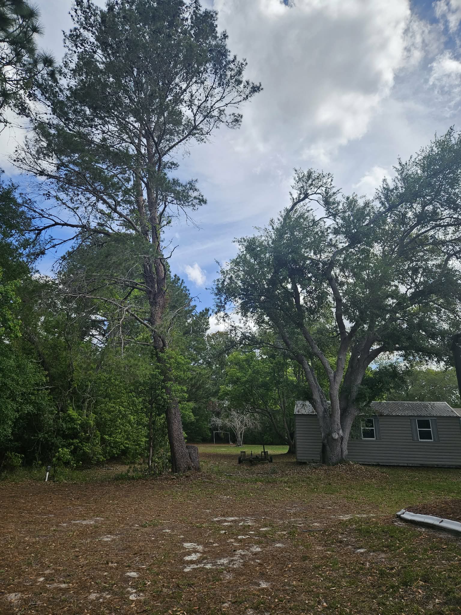 tree-removal-spring-hill