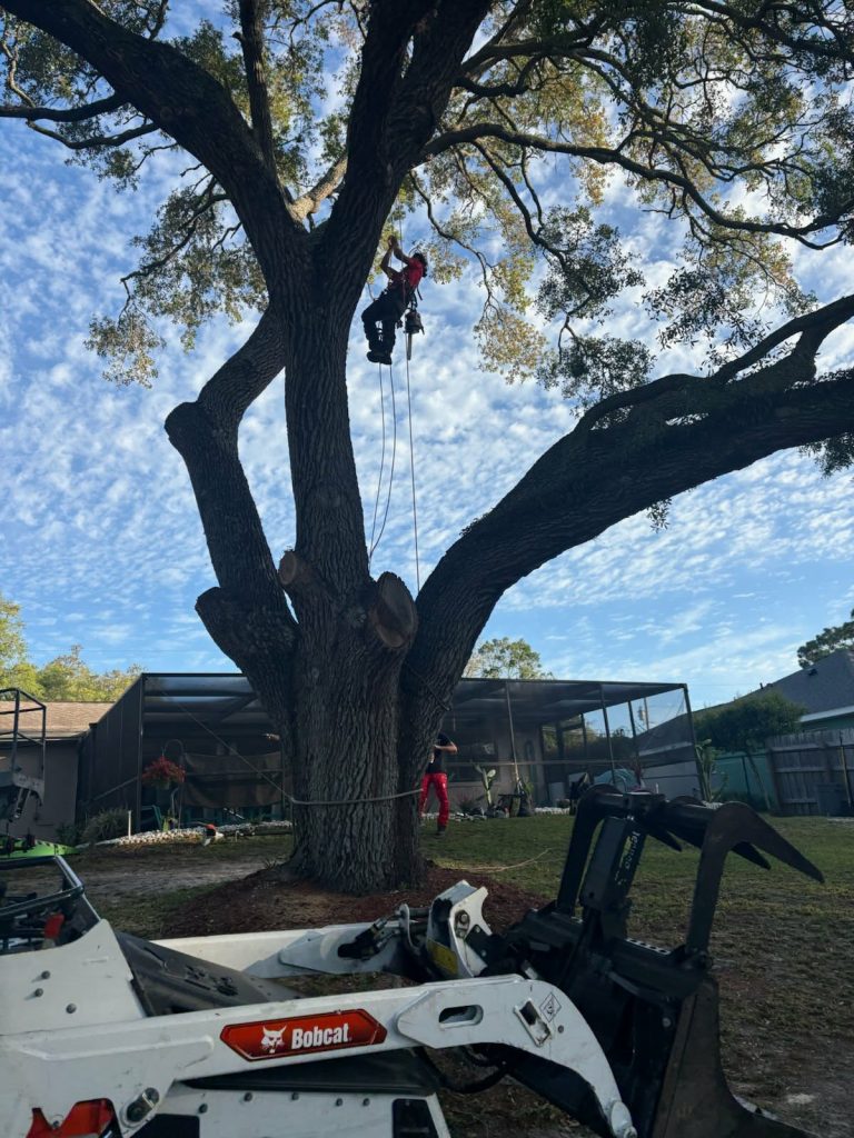 tree trimming spring hill
