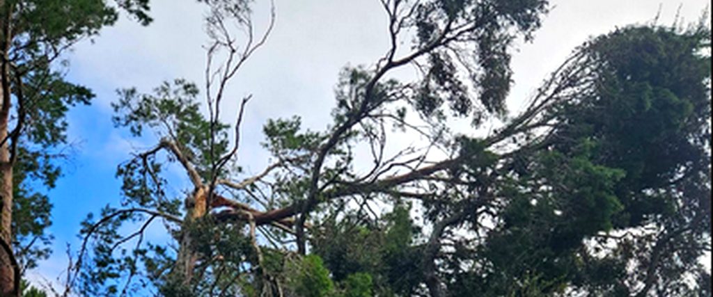 tree_service_spring_hill_fl